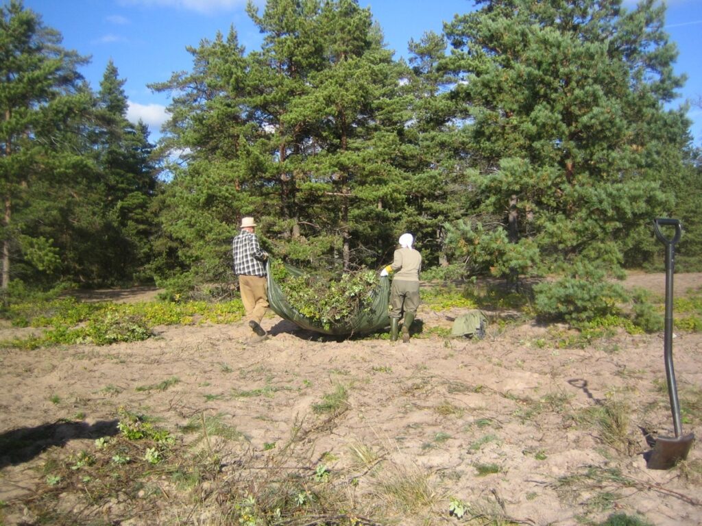 Kaksi ihmistä raahaa pressun päällä kurtturuusukasvustoja pois. Maaperä on hiekkapohjainen ja taustalla on matalia mäntyjä.