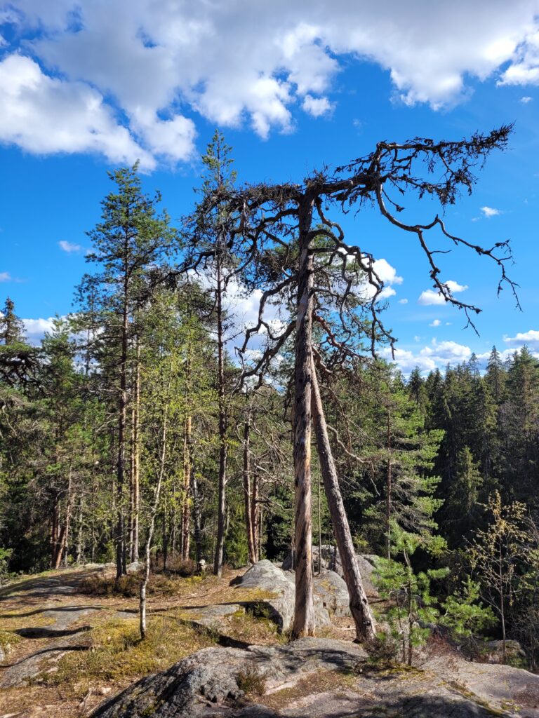 Mänty Tiirismaan laella