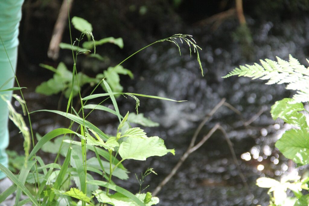 Hajuheinä (Cinna Latifolia), Tiirismaa Kaporian puro. Matti Laurila