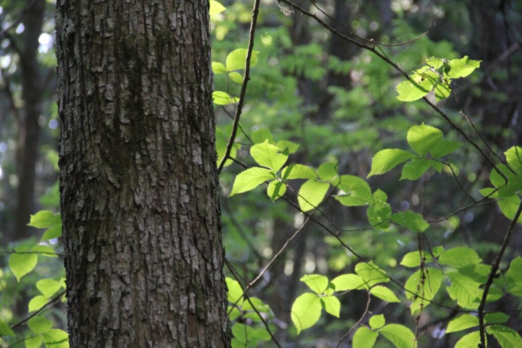 Vuorijalava Tiirismaan pohjoisrinteellä. Matti Laurila