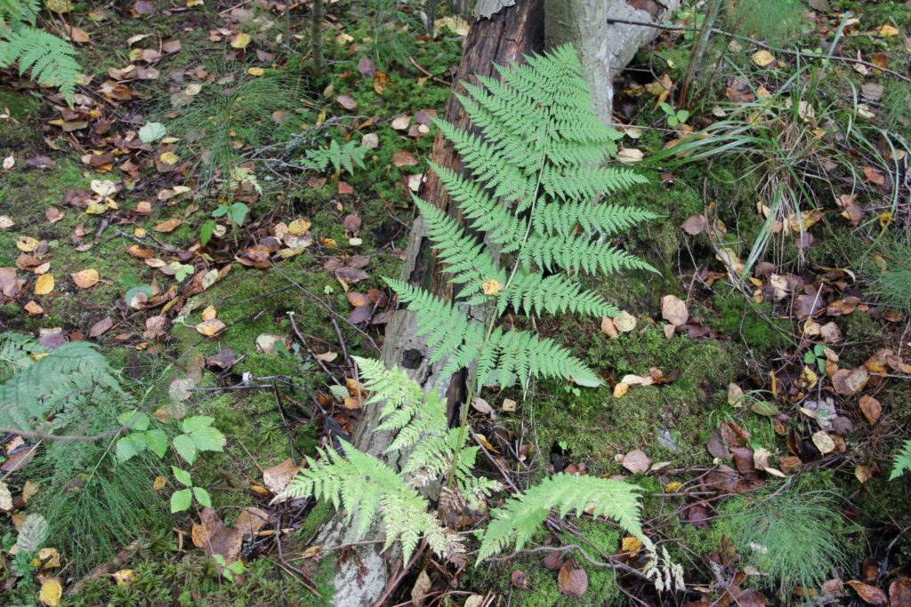 Iso- ja metsäalvejuuri, kookkaita saniaisiamme, menestyy ravinteisilla, varjoisilla alustoilla. Matti Laurila