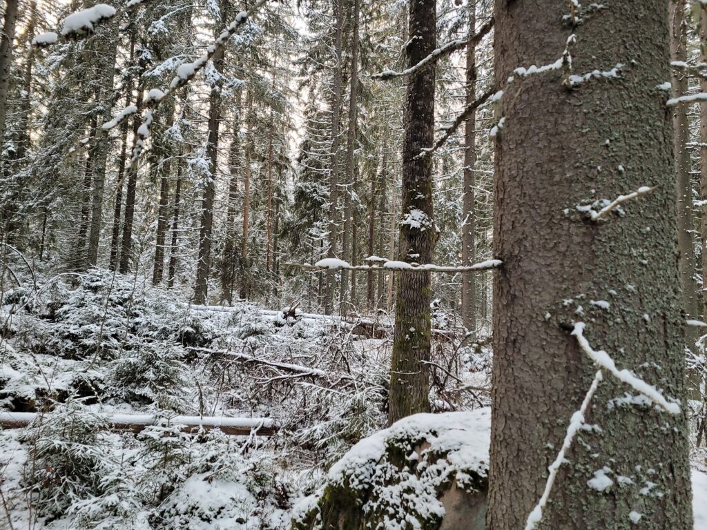 Lahopuustoista metsää