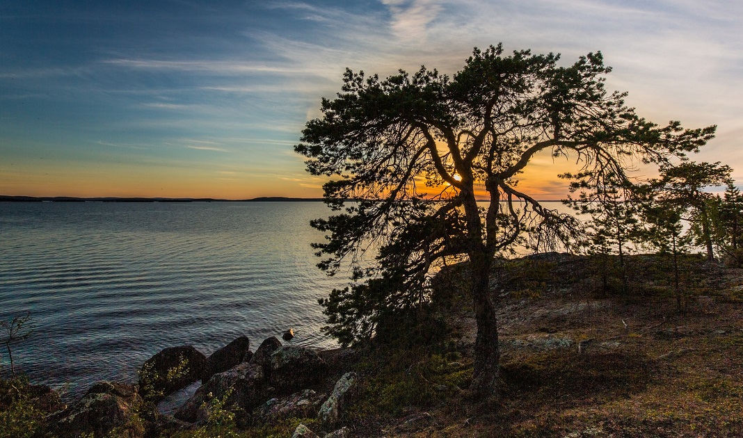 Inarijärvi. Ranta. Mänty. Kesä.