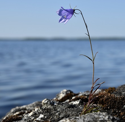 Kukka kivellä Inarijärvellä