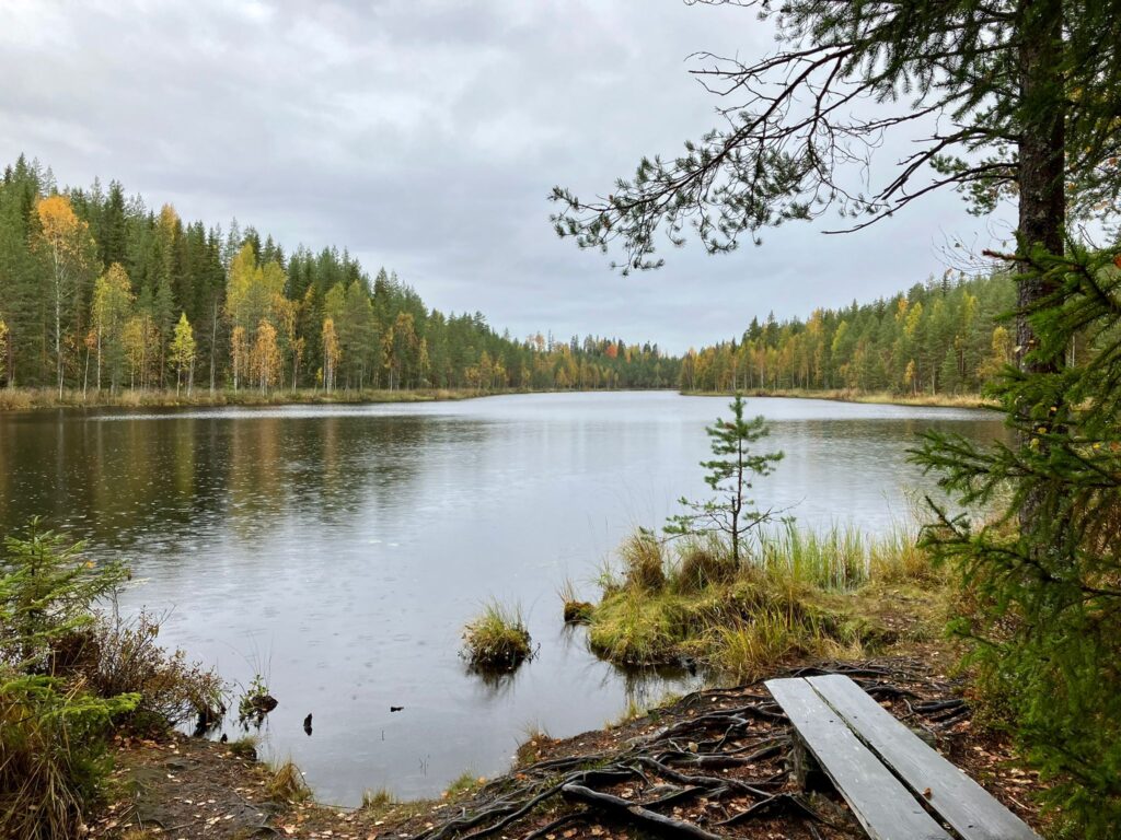 Lampimaisema, jossa ruskaista metsää rannalla