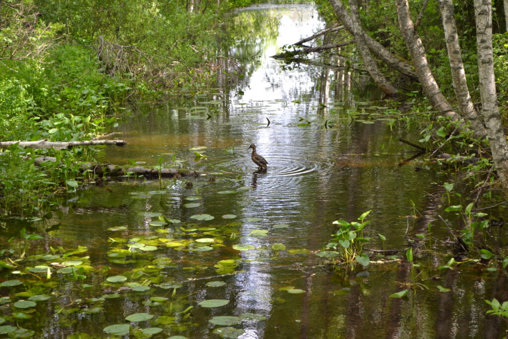 Sorsia Tuomiojärvessä.