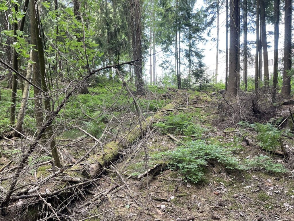 Metsää, jonka taustalla näkyy teollisuusrakennus