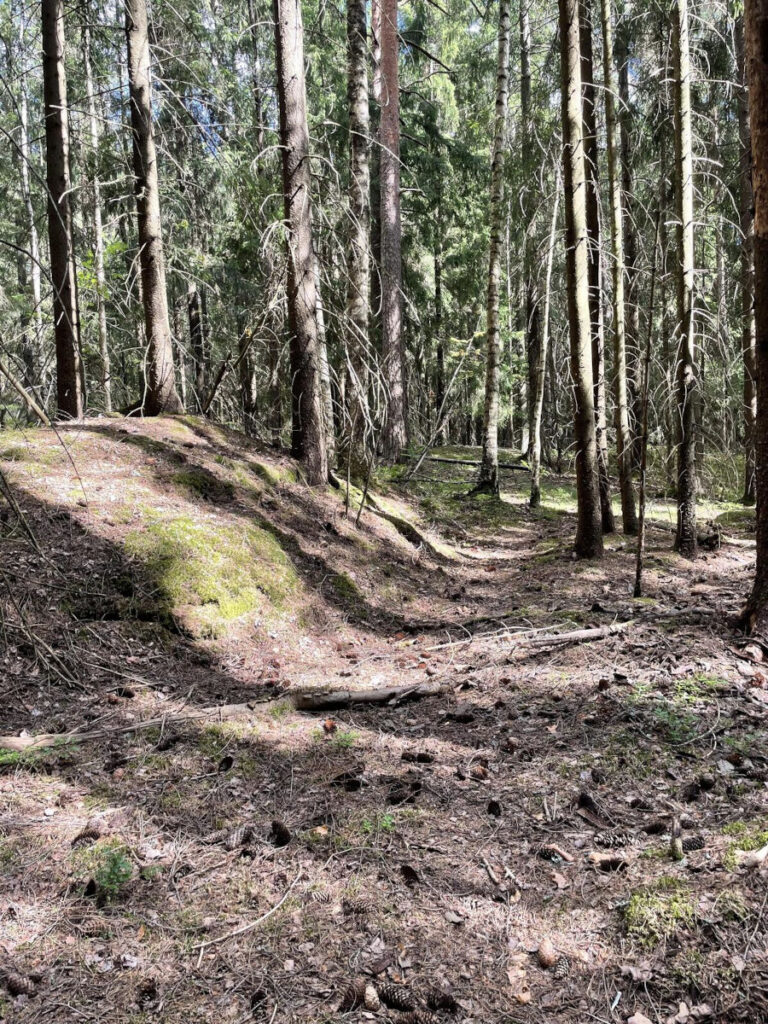 Kuusivaltaista metsää, jossa on niukasti aluskasvillisuutta