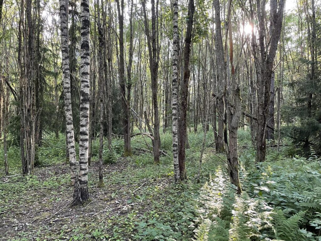 Metsittynyttä peltoa