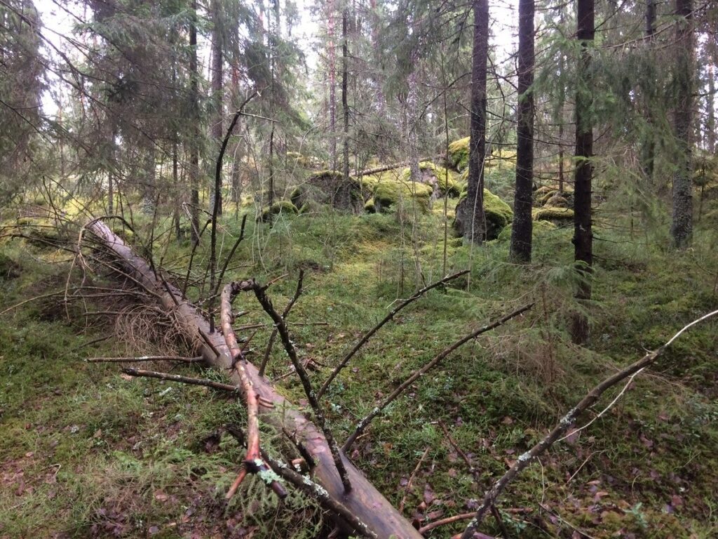 Jänisvuoren metsää, jossa on myös maalahopuita