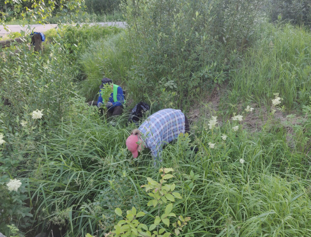 Ihmiset keräävät ojassa jättipalsamia