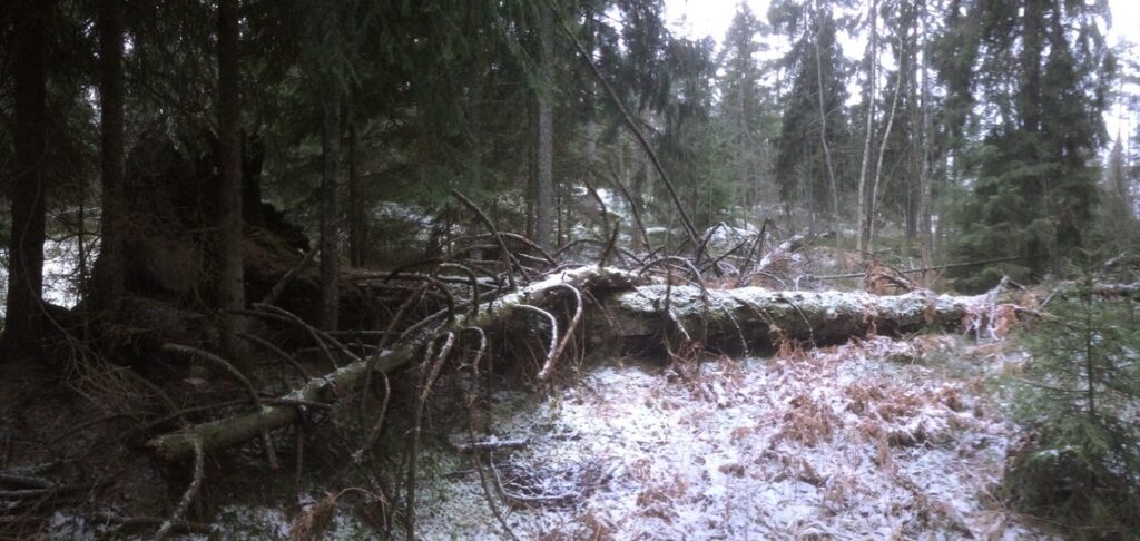 Kaatuneita puita makaa Skogsterin talvisessa metsässä