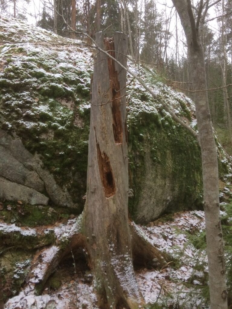 Pystylahopuuta Skogsterin metsässä