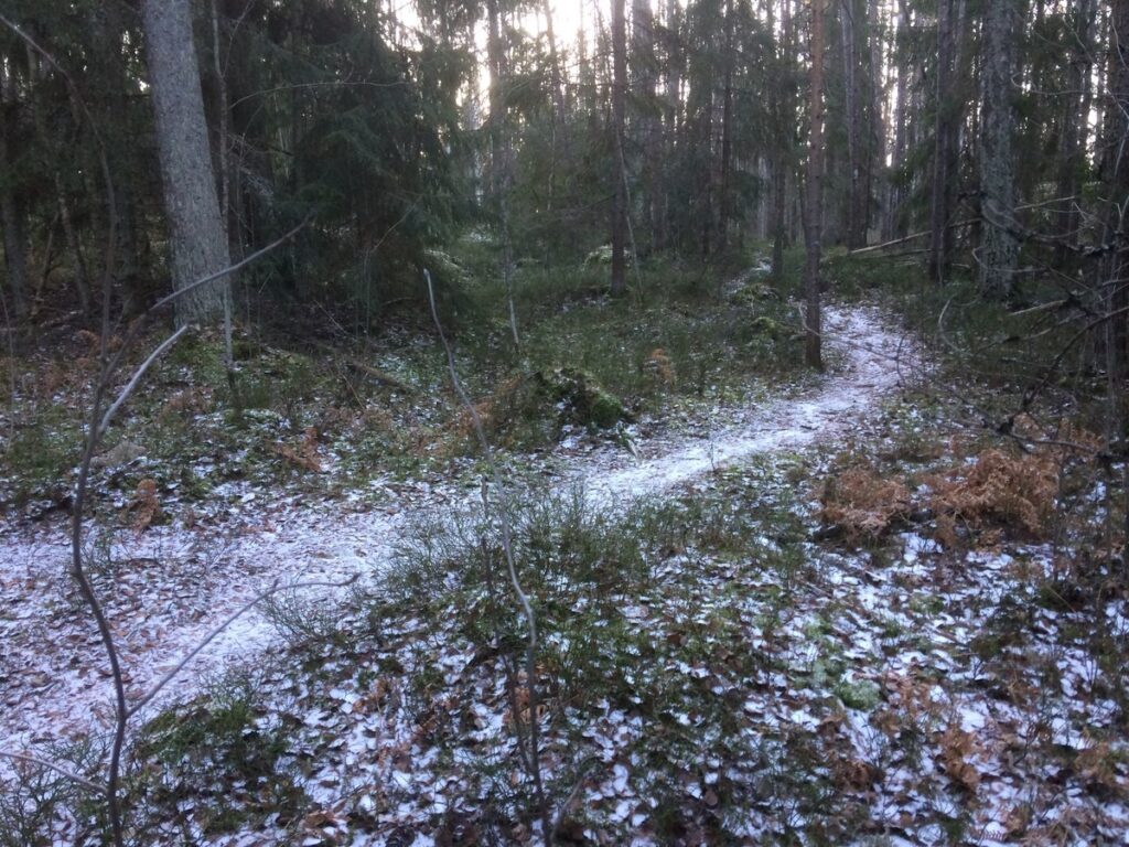 Skogsterin metsän polkuverkostoa