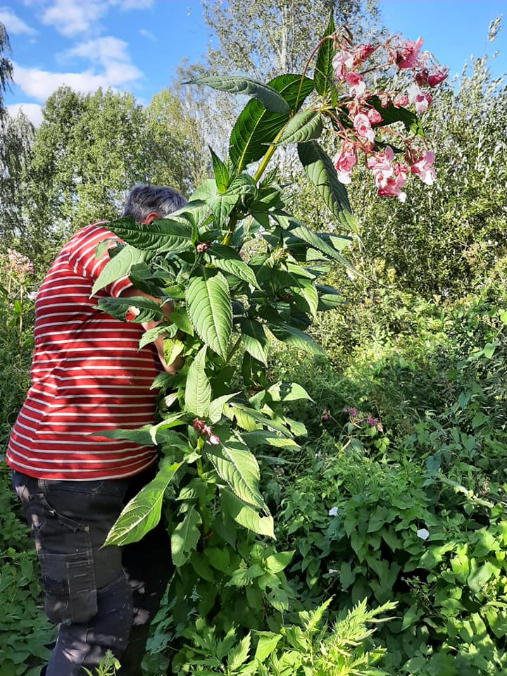 Henkilö poistaa jättipalsamia talkoissa.