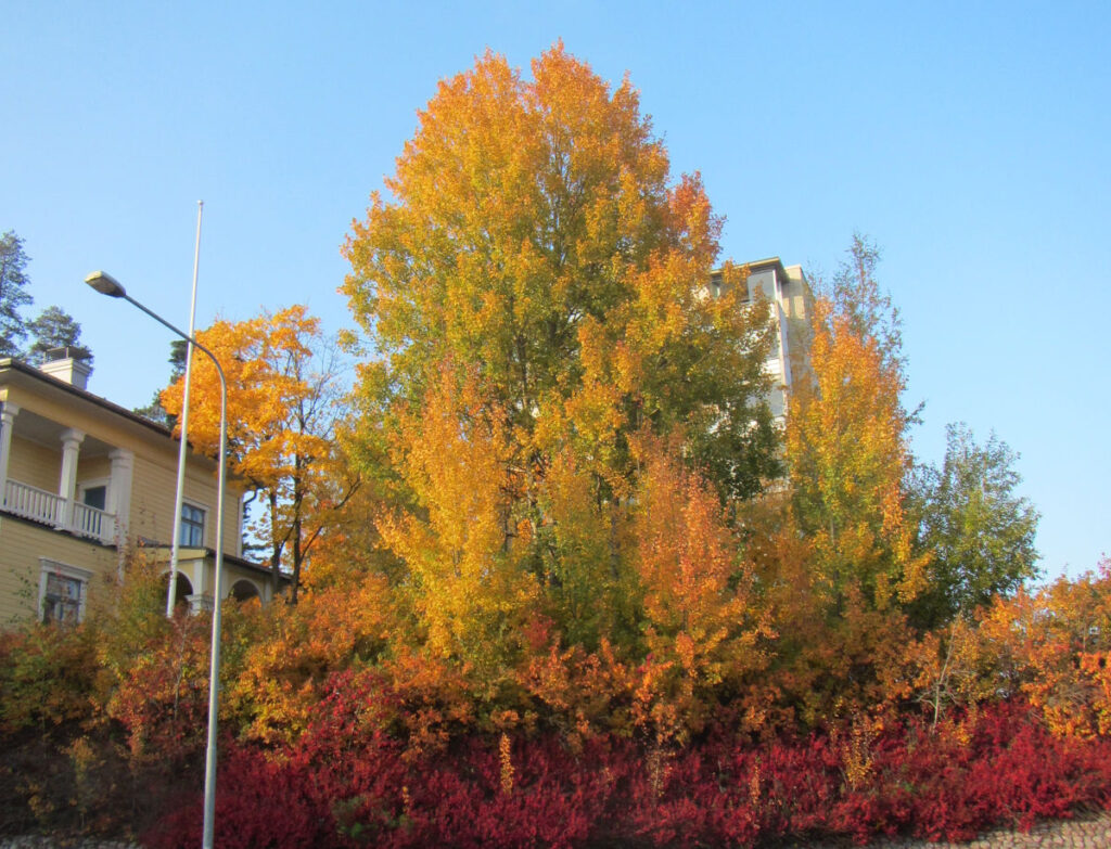 Rakennuksia ja ruskan värittämiä puita.