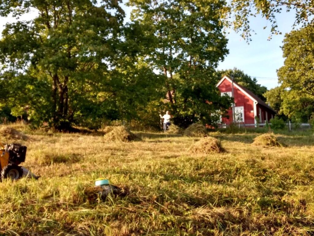 Niittotalkoot: heiniä kasoissa, auronko paistaa. Taustalla puita ja Aleksis Kiven syntymämökki. 