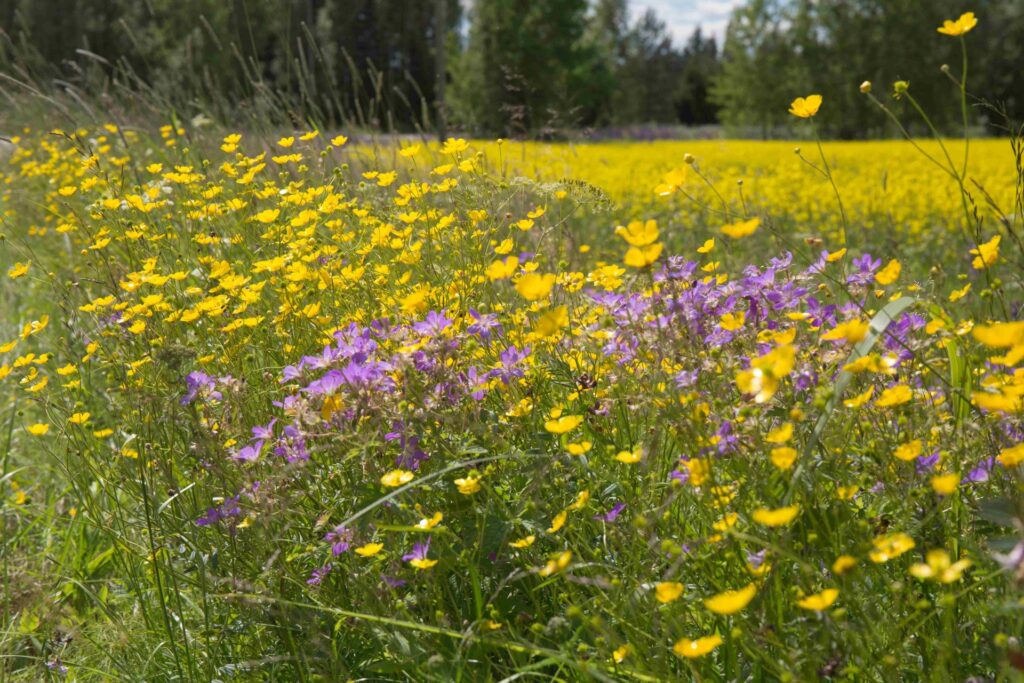 Sinisiä ja violetteja kuvia niityn tai pellon pientarella. Taustalla näkyy metsää. 