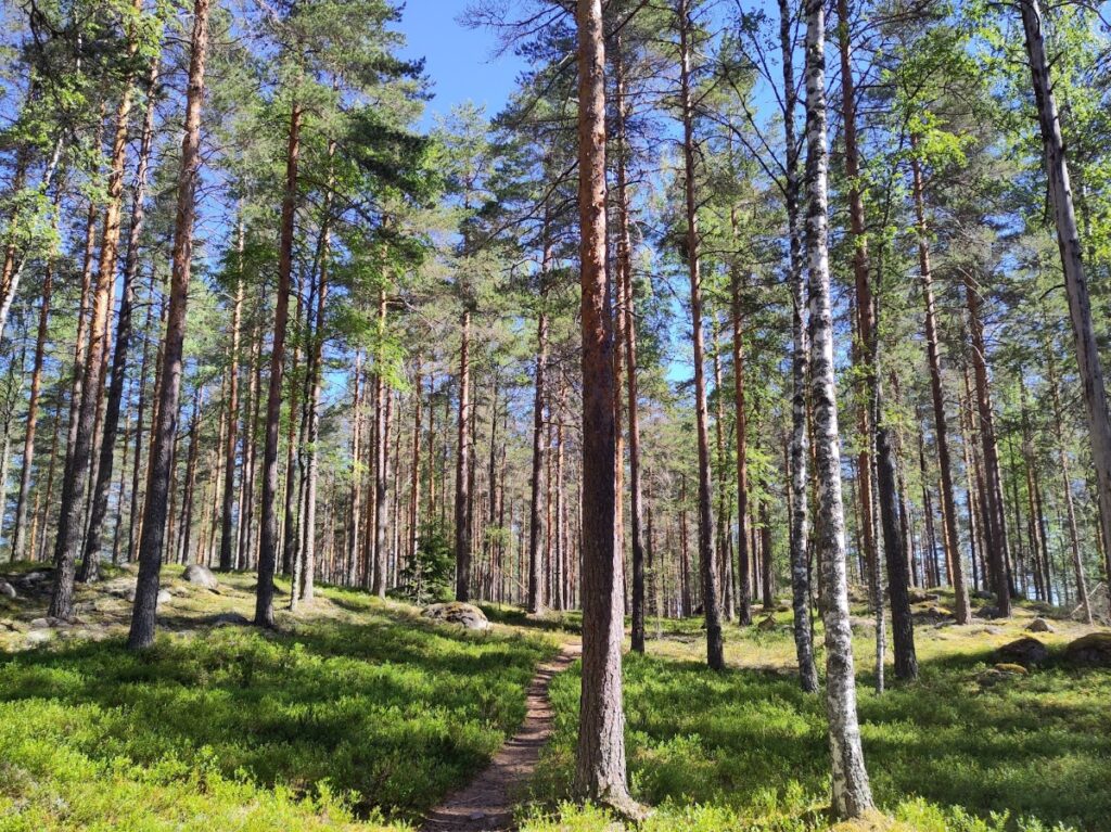 Männikköä, keskellä polku. Aurinko paistaa, taivas on sininen.