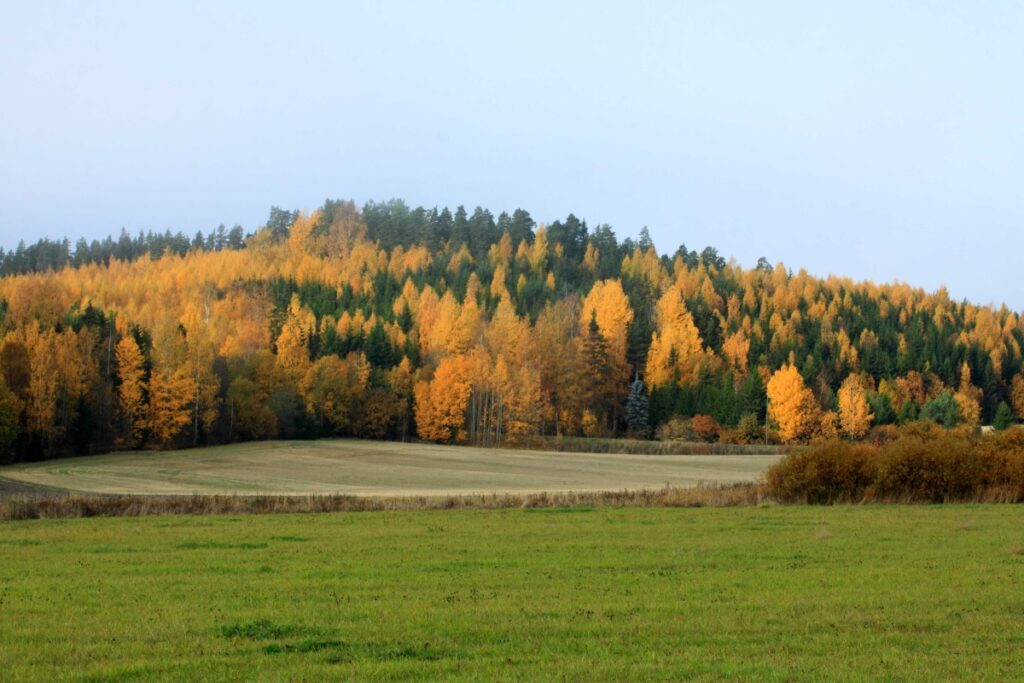 Peltoa ja metsäinen kukkula, puut hehkuvat ruskan väreissä.