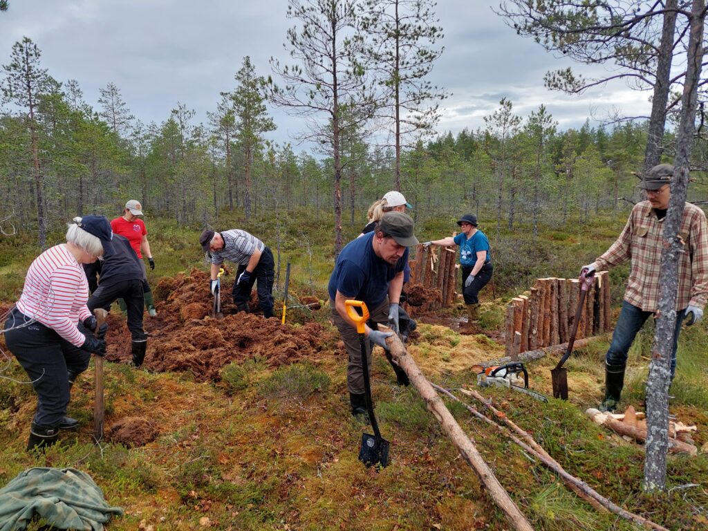 ihmisiä ennallistamassa suota