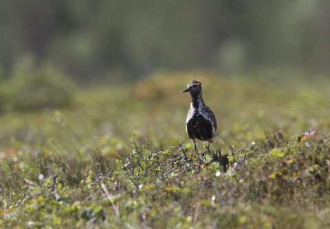 Kapustarinta Kaulalamminnevalla. Kuva E. Rajala