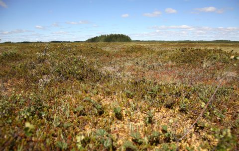 Kaulalamminneva ja Kurkisaari. Kuva E. Rajala