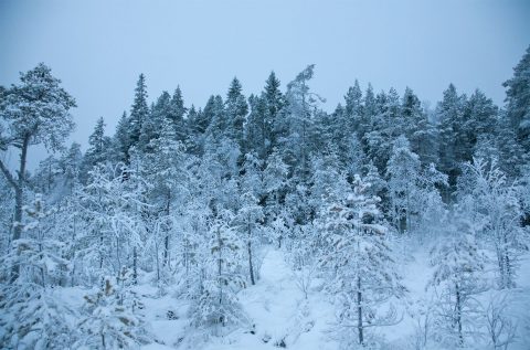 Talvimaisema Kruununmaalta. Kuva E. Rajala