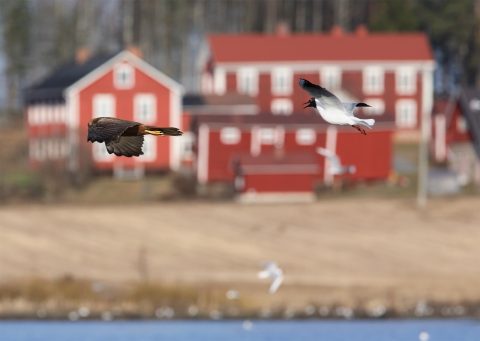 Naurulokki hätistelee ruskosuohaukkanaarasta. Kuva E. Rajala