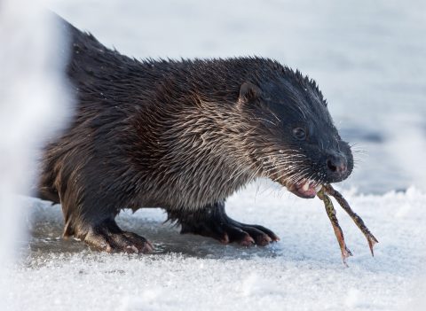 Saukko syö sammakkoa. Kuva E. Rajala