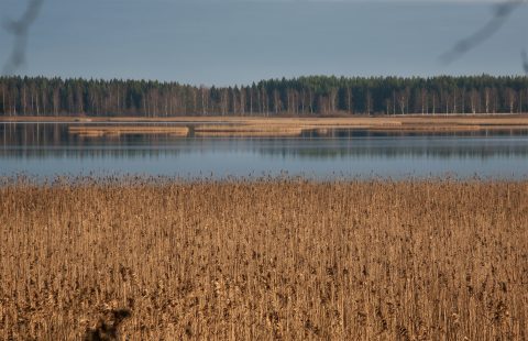 Syysruskaa Kuortaneenjärven suistossa. Kuva E. Rajala