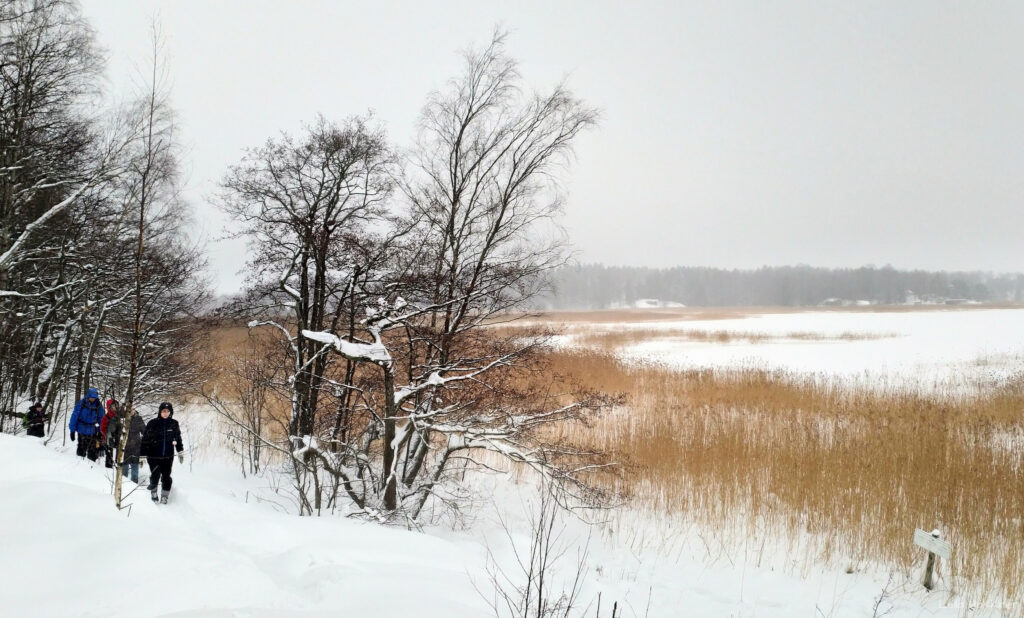 Retkeilijöitä lumisessa maisemassa, kaislaa ja jäätä sekä lumisia puita. 