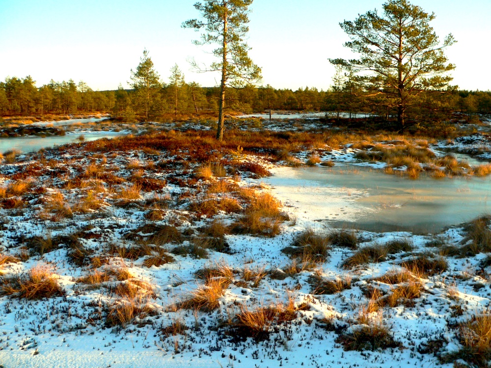 Talvinen suomaisema, aurinko paistaa ja värjää lumenvälistä pilkottavaa maakasvillisuutta punaruskeaksi. 