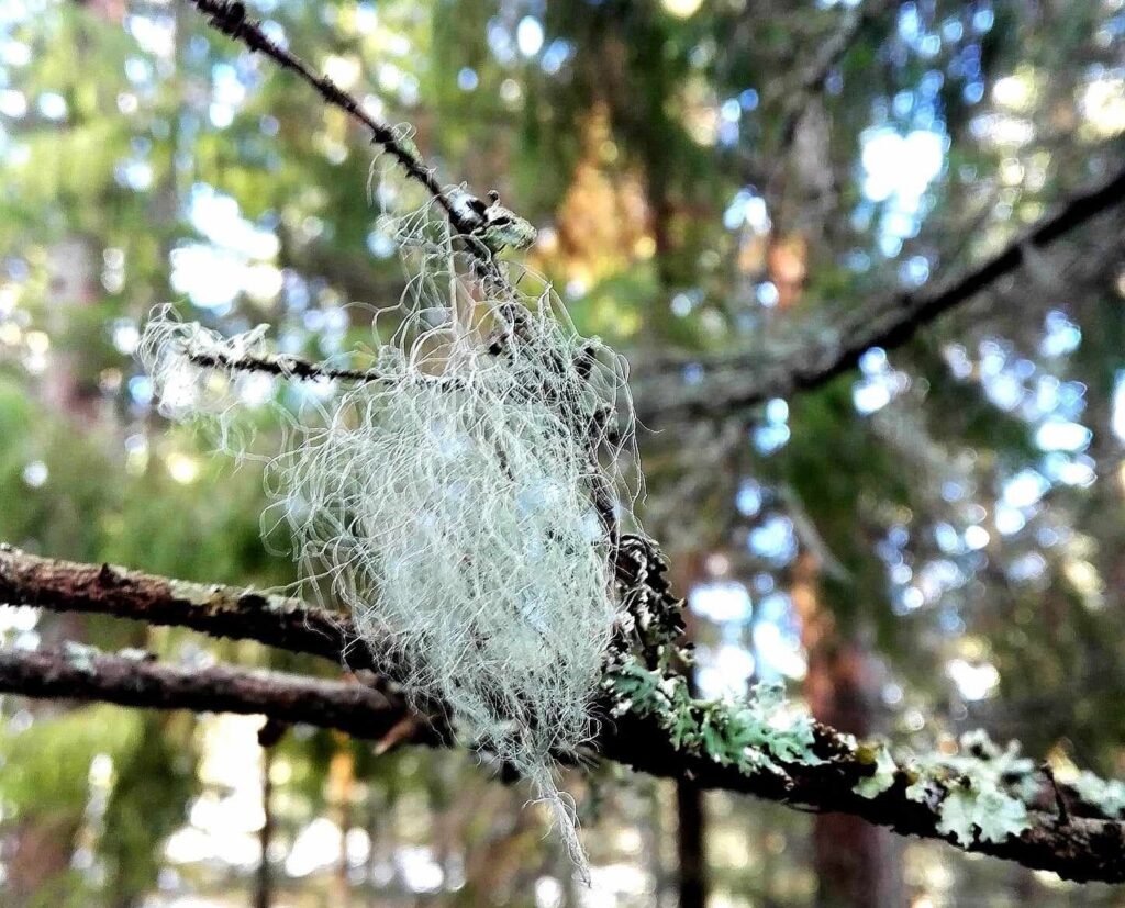 Naavaa oksalla aurinkoisessa, luonnontilaisessa metsässä.