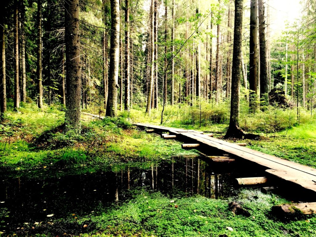 Aurinkoista metsää ja tumma metsäpuro, jonka yli johtavat pitkospuut. 