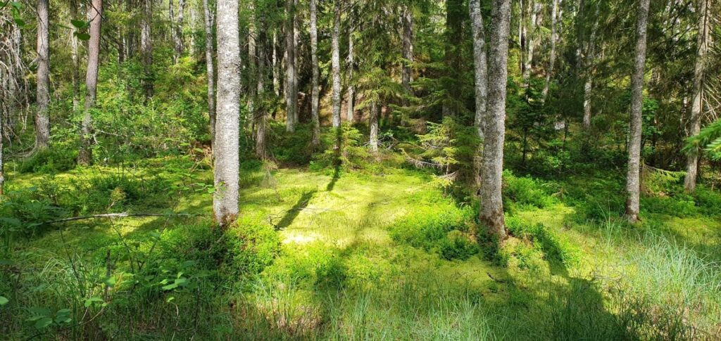 Sammalpeitteistä metsää  Sorlammin luontopolulla Nuuksiossa. 