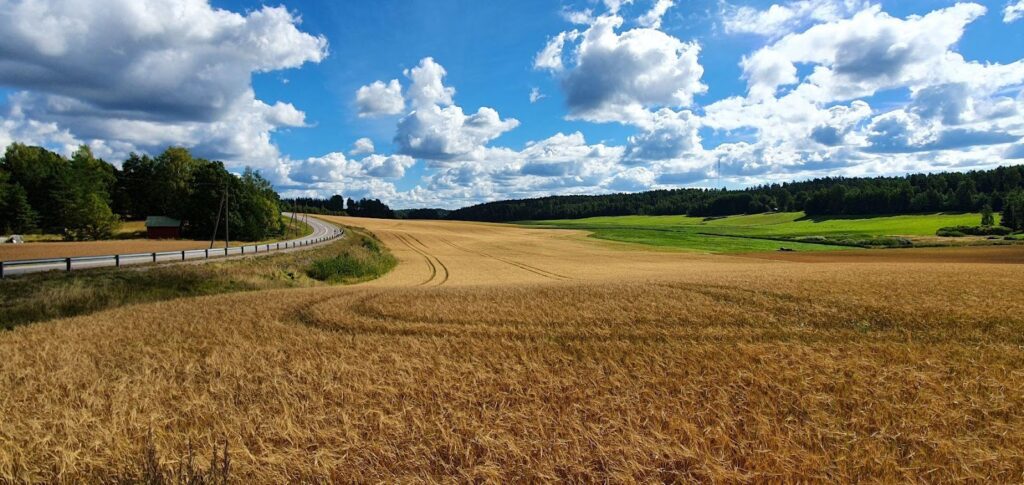 Peltomaisema, taustalla metsää. Sininen taivas ja poutapilviä. 