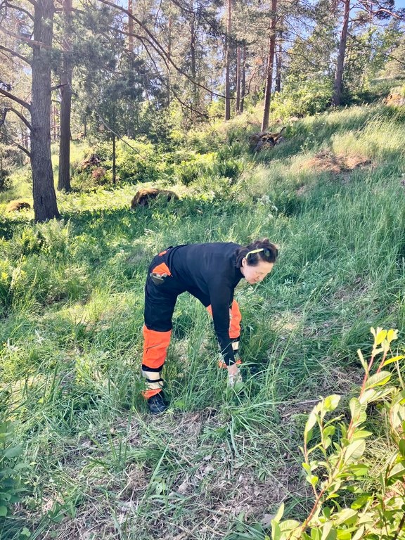 Ihminen työskentelee rinneniityllä. Taustalla näkyvissä puiden runkojen alaosia. 