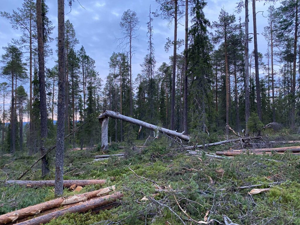 Värriön aarniometsää uhkasivat hakkuut. Kuvassa osa puista on jo kaadettu.