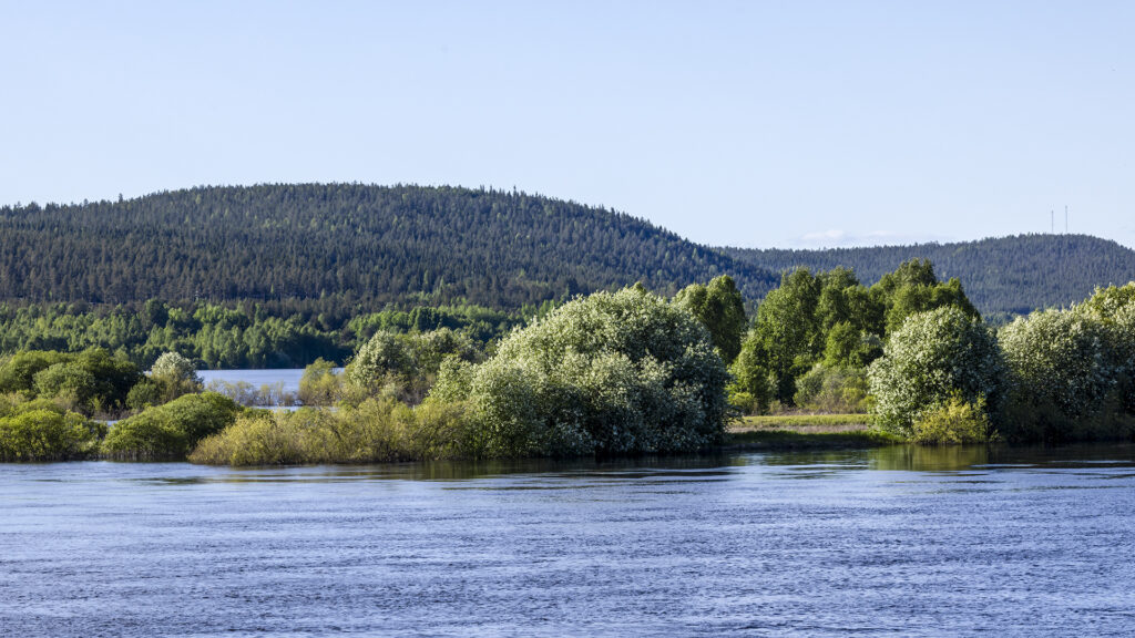 Tuomi ja jokipaju kukkivat