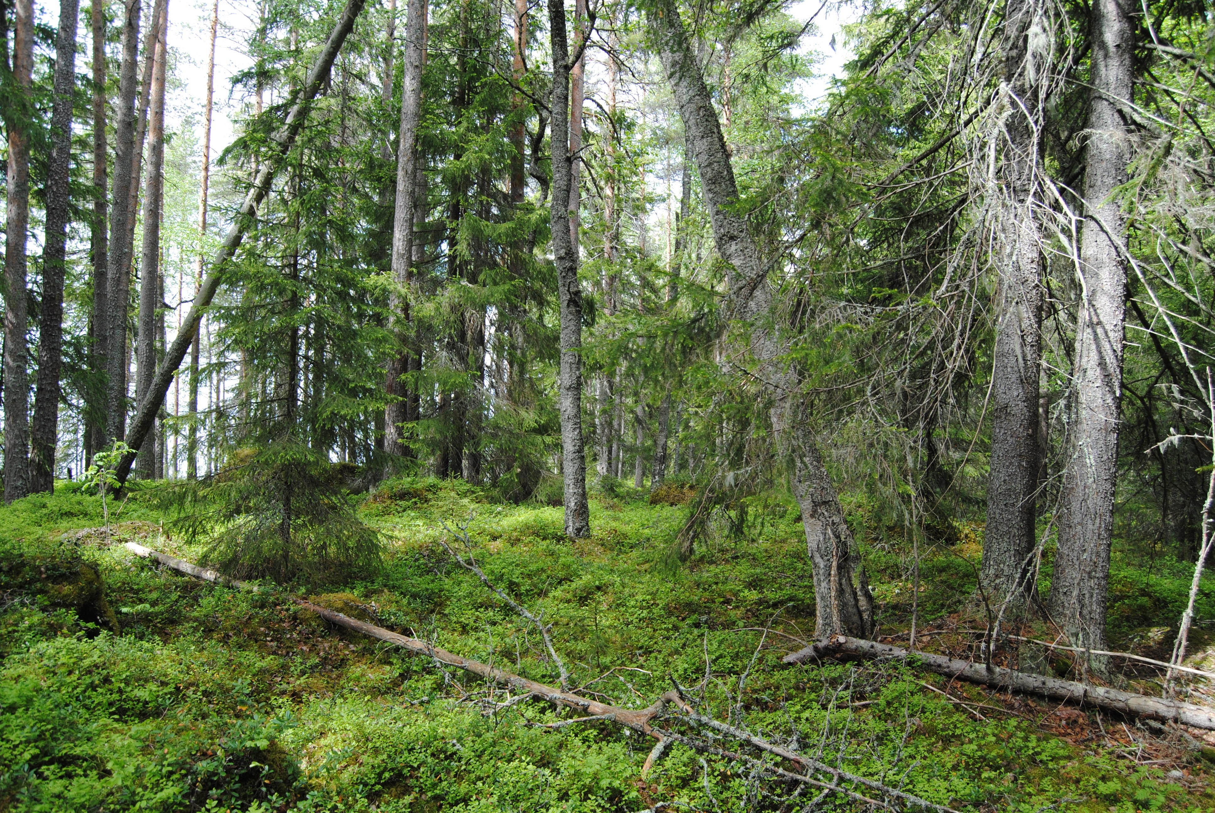 Suomen luonnonsuojeluliitto ja Kainuun lintutieteellinen yhdistys  valittavat hallinto-oikeuden Oulujärvi-päätöksestä korkeimpaan  hallinto-oikeuteen – Suomen luonnonsuojeluliitto