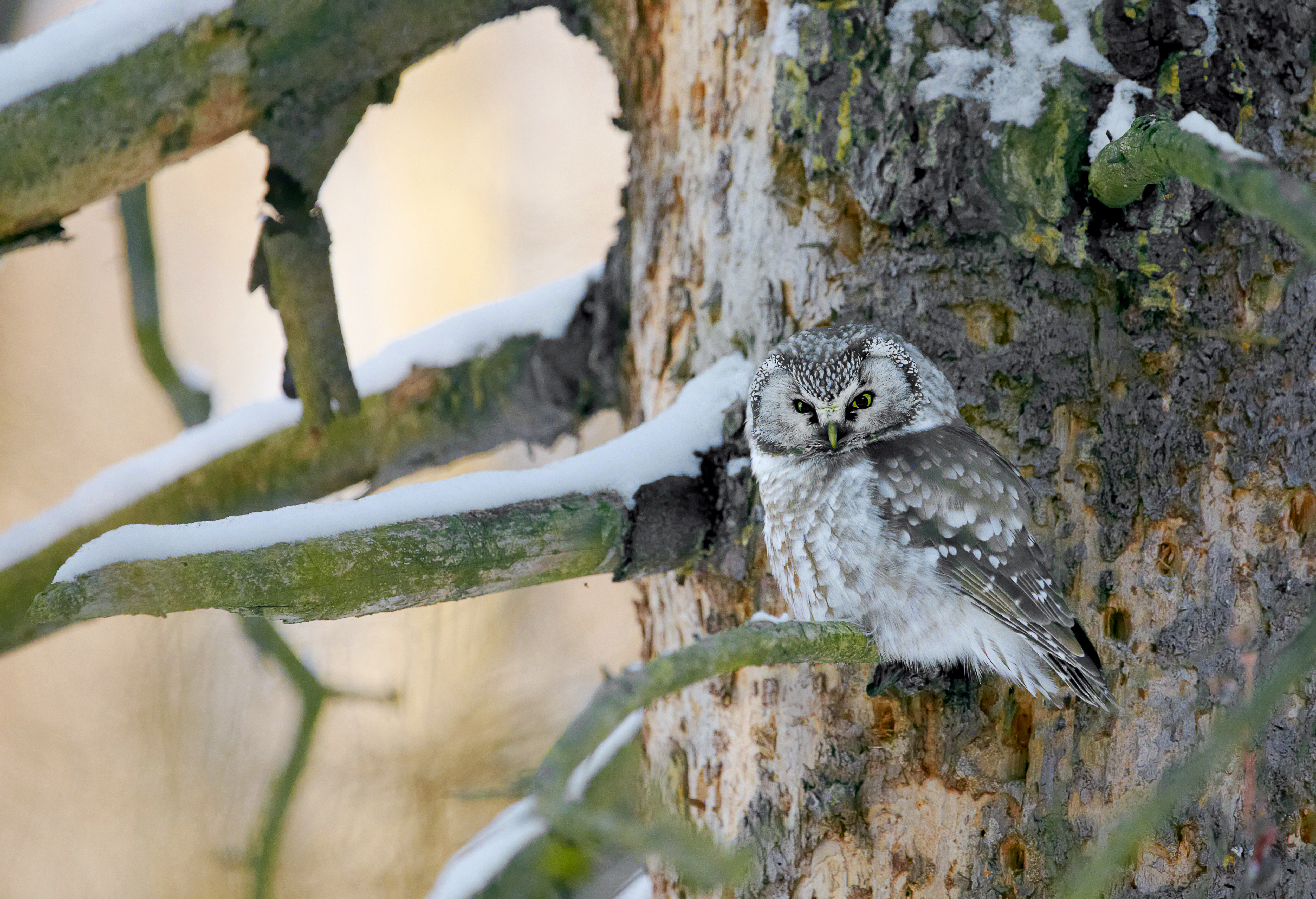 Helmipöllö tarvitsee kolon ja metsän – Suomen luonnonsuojeluliitto