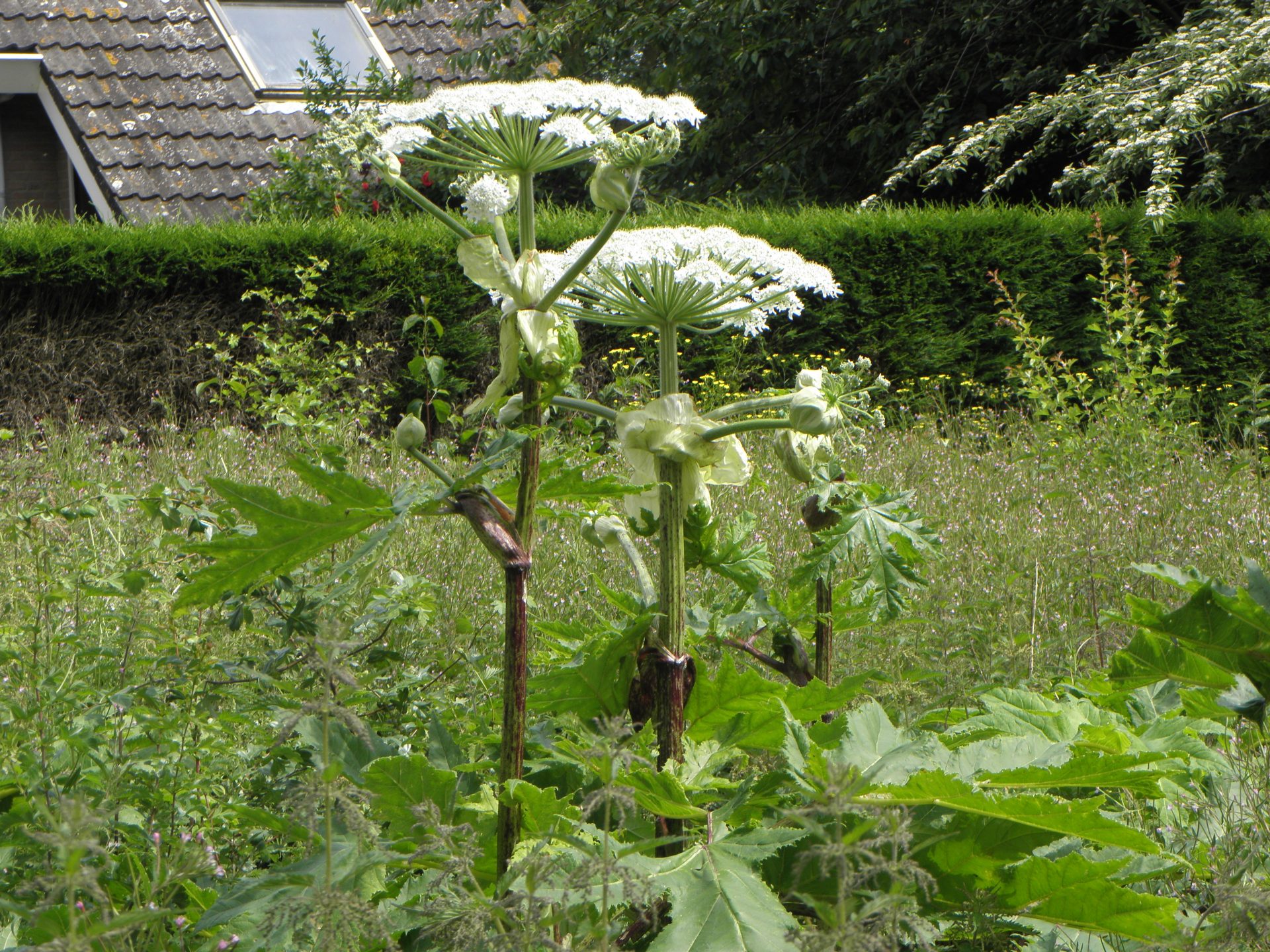 Heracleum persicum