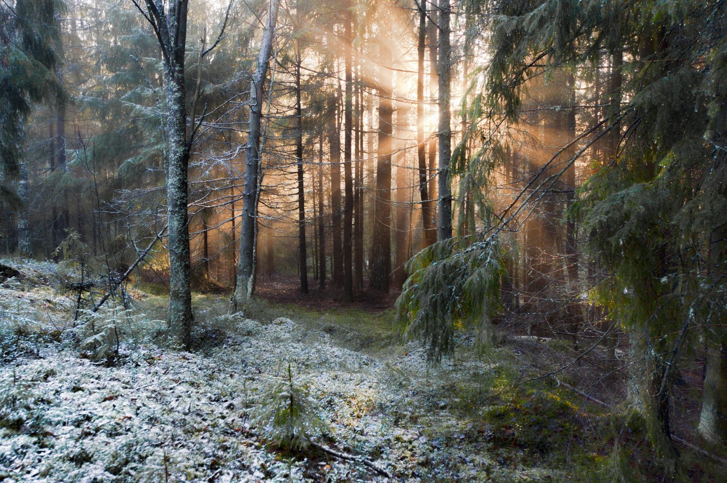 Metsien suojelu etenee Porvoossa – Suomen luonnonsuojeluliitto