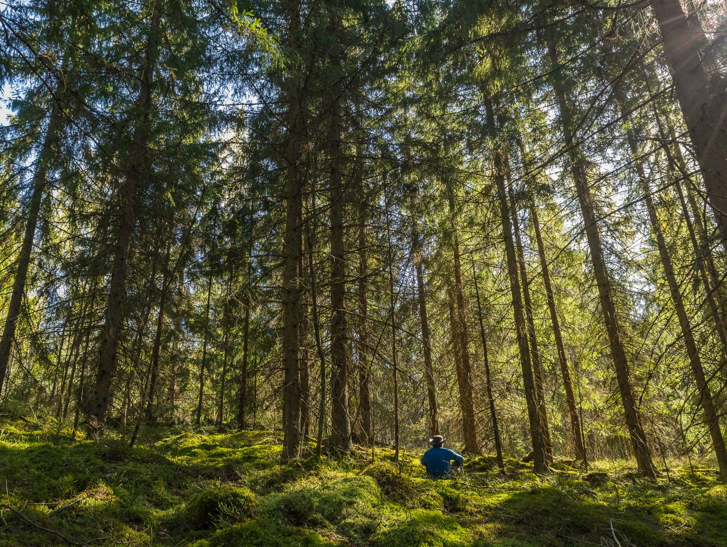 METSO- ja Helmi-ohjelmien rahoitus turvattava – Suomen luonnonsuojeluliitto