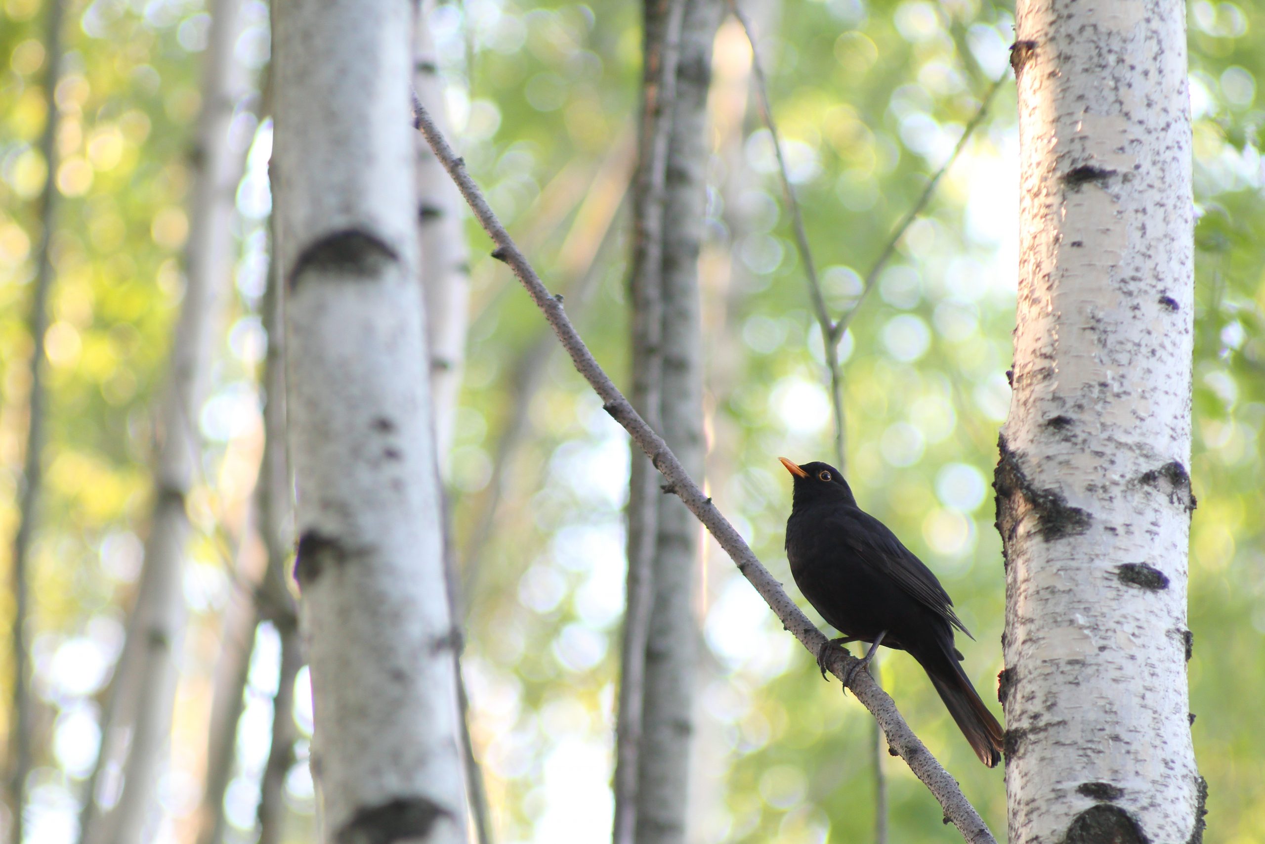 Rastaat saapuivat laulamaan metsiin – oletko jo kuullut niiden laulua? –  Suomen luonnonsuojeluliitto
