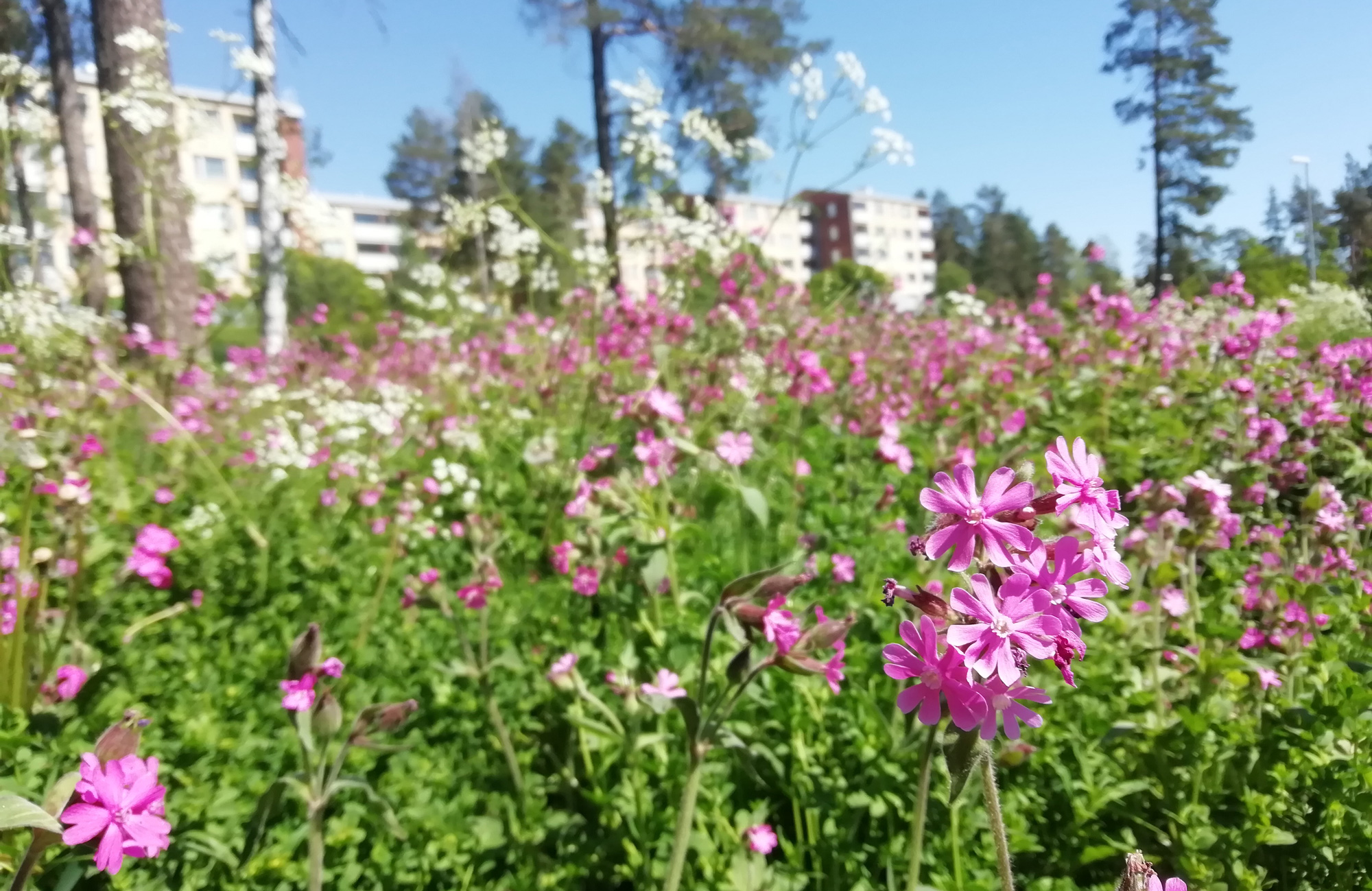 Sekaisin luonnonkukista – Näin aloitin kasviharrastuksen – Suomen  luonnonsuojeluliitto