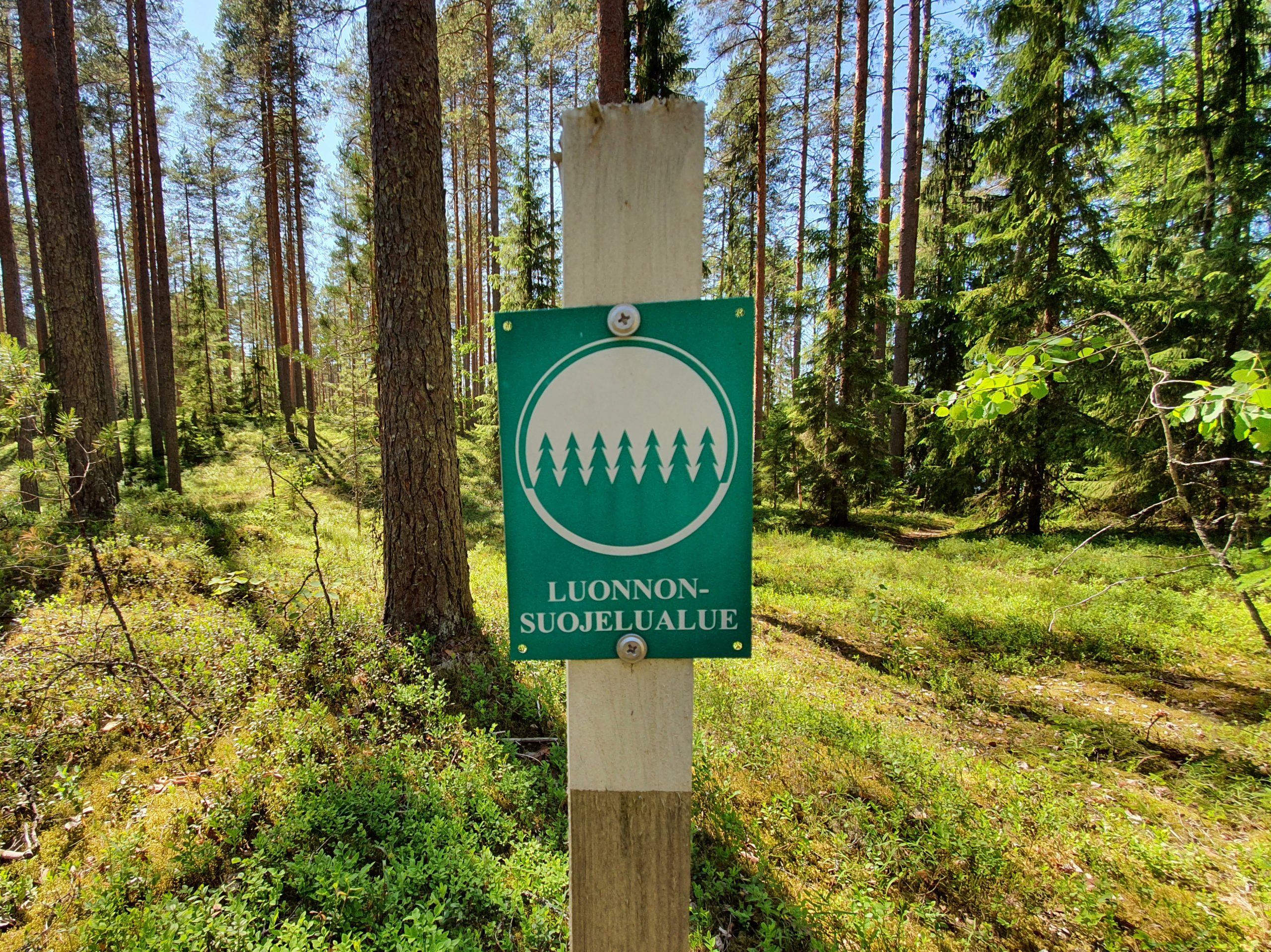 Kuvassa näkyy vihreä pylvääseen kiinnitetty merkki, jossa lukee "Luonnonsuojelualue". Taustalla näkyy havumetsää ja mustikanvarpuja. Maisema on aurinkoinen.