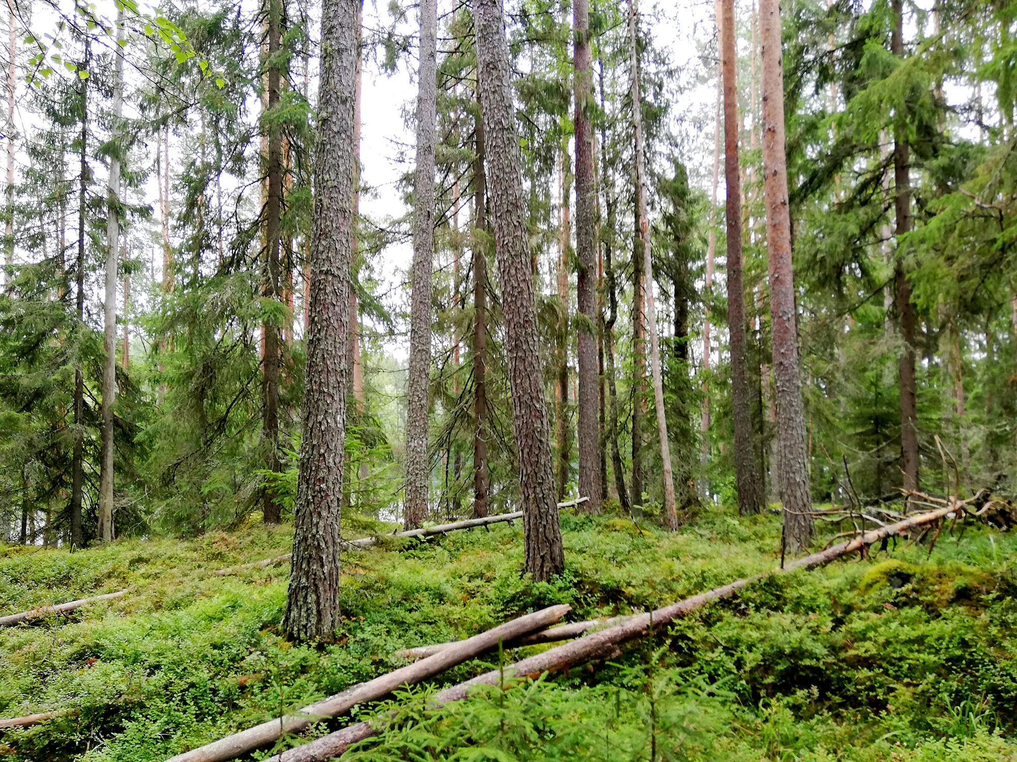 Ainutlaatuinen kartoitus paljasti Suomen metsien ahdingon – 