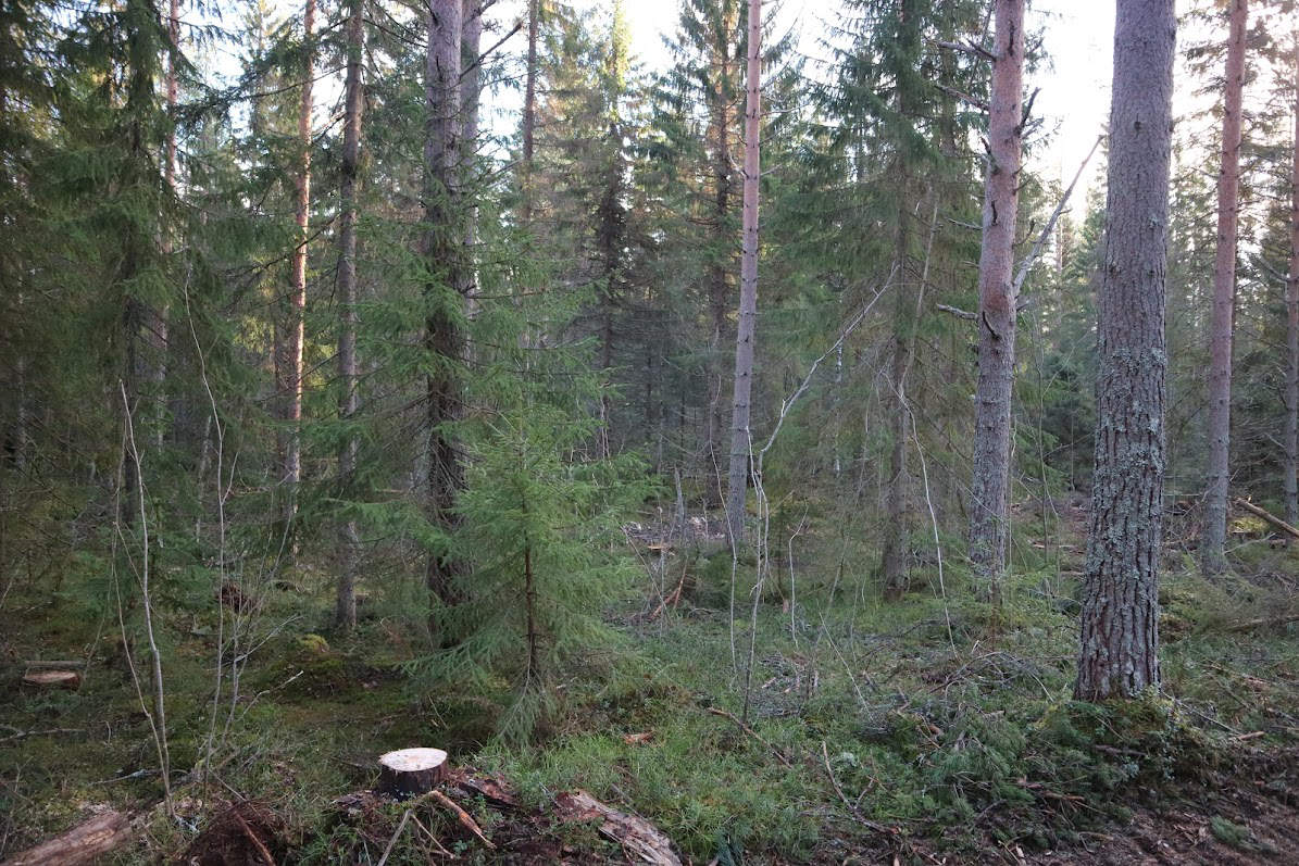 Kuvassa on jatkuvapeitteistä metsää.
